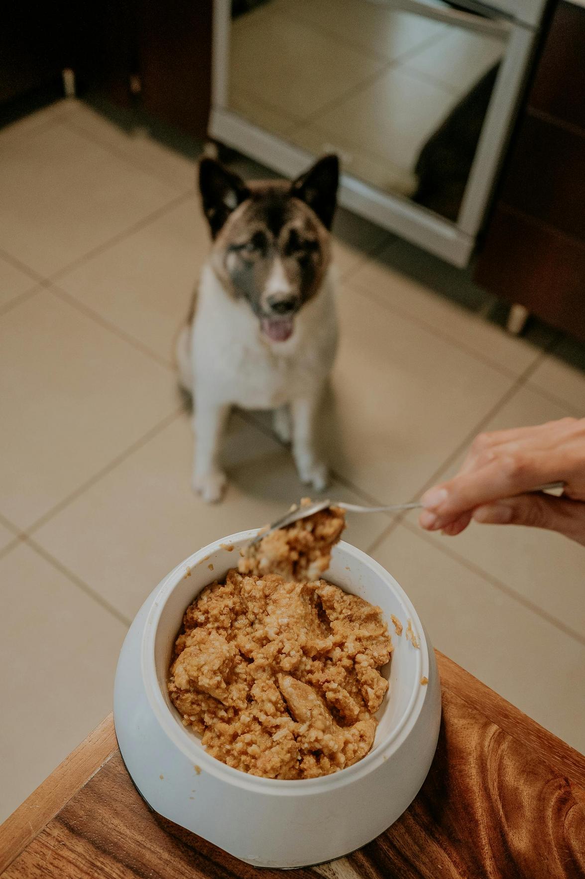 Receitas saudáveis para cães: 5 opções caseiras para garantir a saúde e felicidade do seu pet