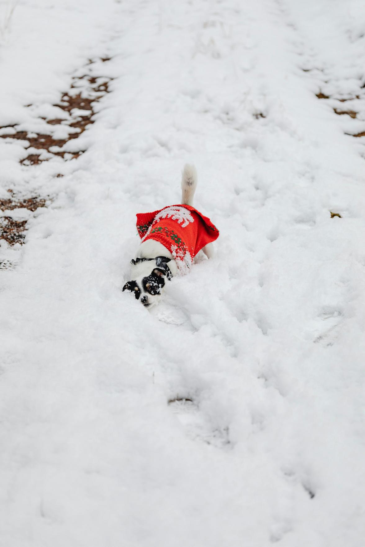 Melhores Agasalhos para Animais: Conforto e Estilo para Seu Pet neste Inverno