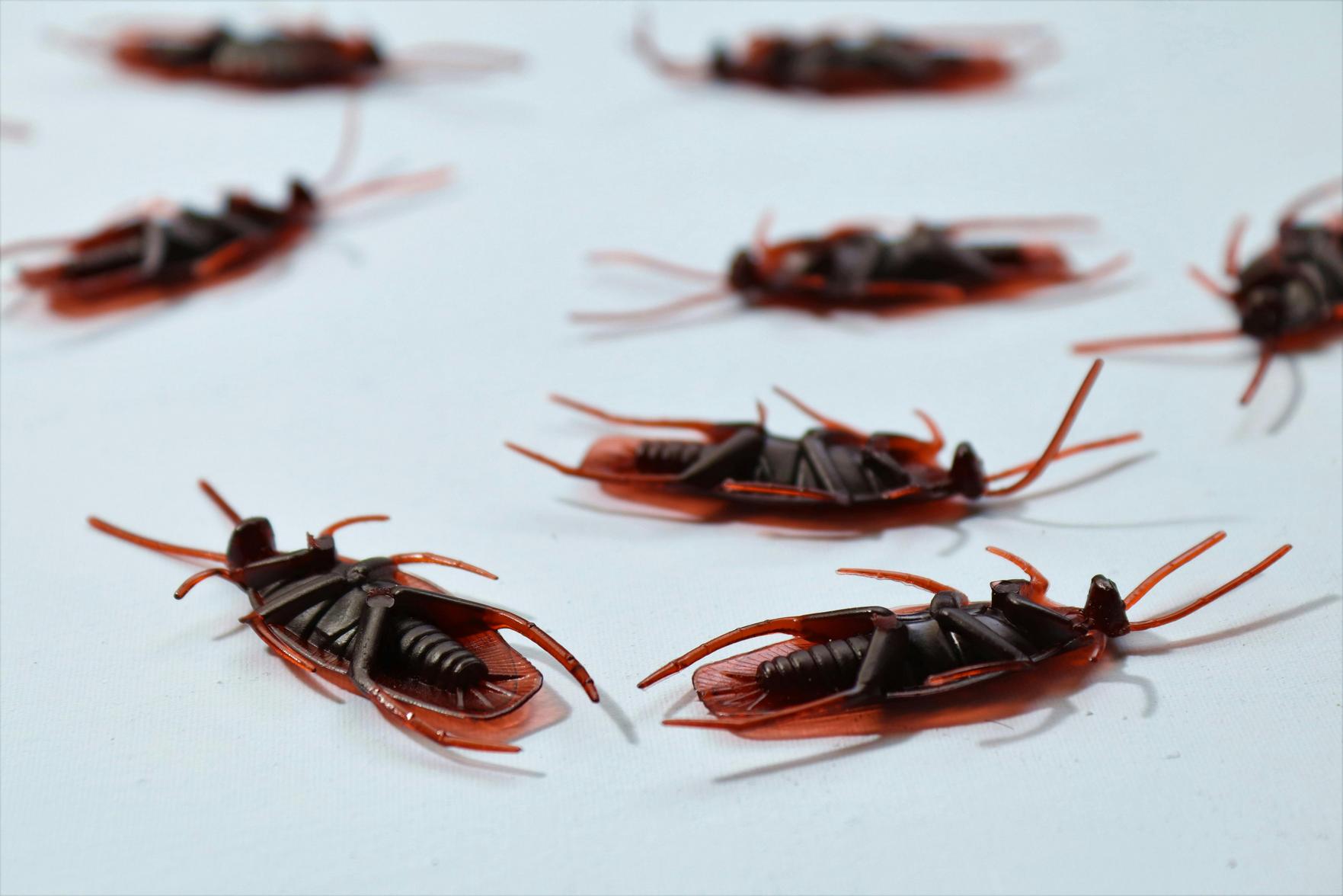 Como Prevenir Infestações de Pragas e Garantir Qualidade na Experiência Gastronômica em Restaurantes